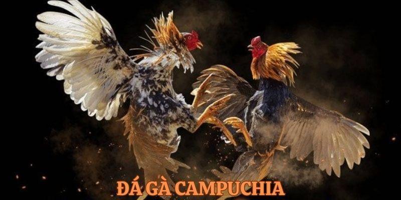 Giới thiệu chung về đá gà Campuchia