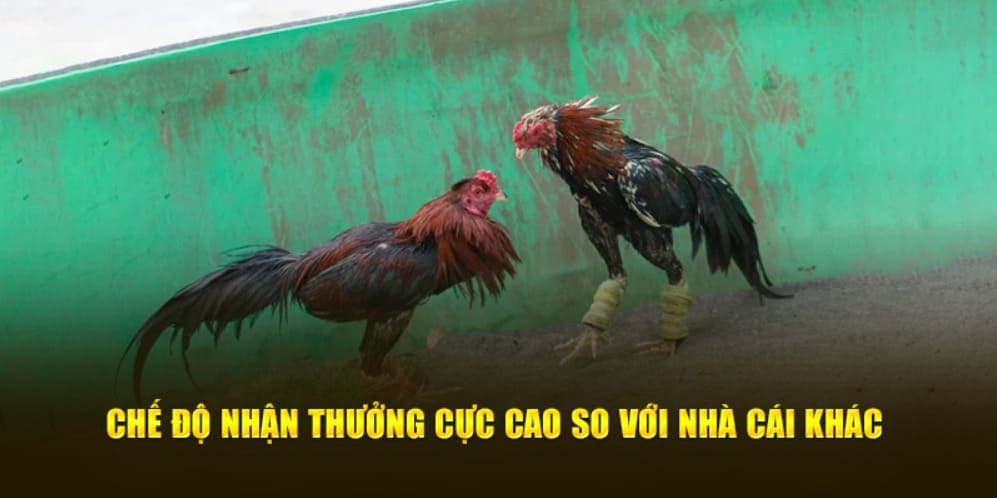 Đá gà Kubet77 có tỷ lệ cược cao 